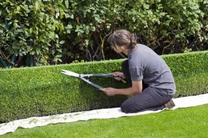 Trimming Hedges